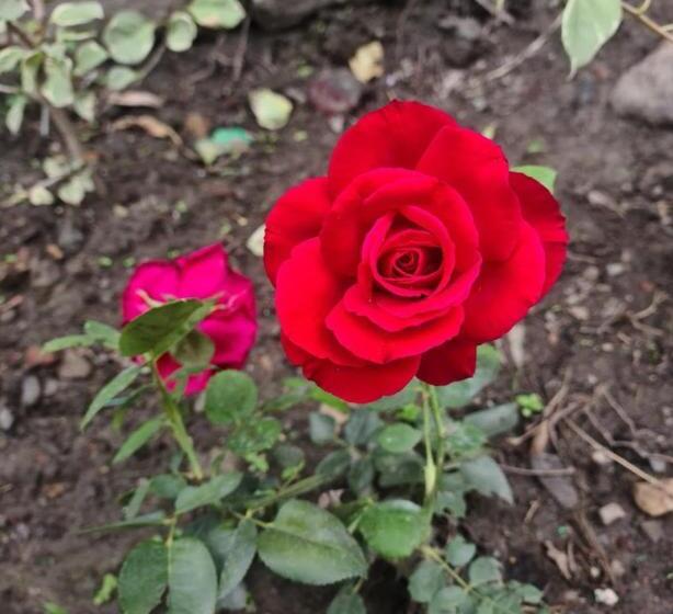 Formosa Cafe & Hostel