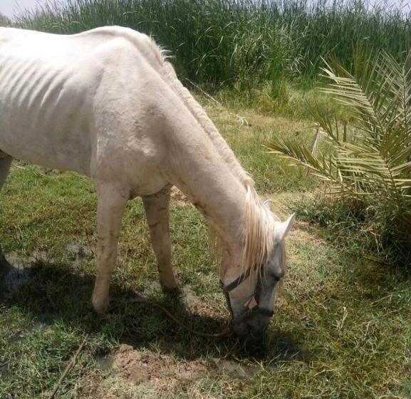 בית מלון כפרי كعب غزال