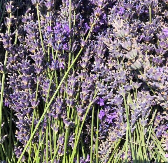 ホテル Agriturismo Al Mancino