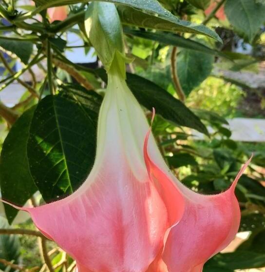 هتل Y Museo Aldea Maya Toktli Orígenes Suite Casa Maya Del Jabín Alberca, Wifi Starlink, Tour Museo