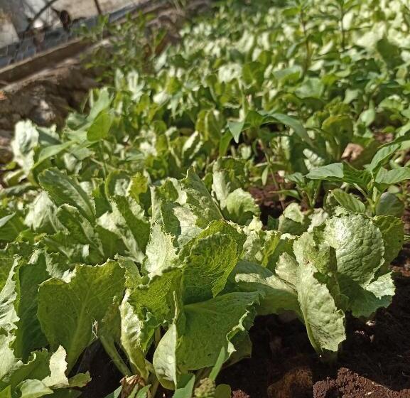 בית מלון כפרי Y Museo Aldea Maya Toktli Orígenes   Casa Maya Del Toloque Coronado   Alberca, Wifi Starlink, Tour M