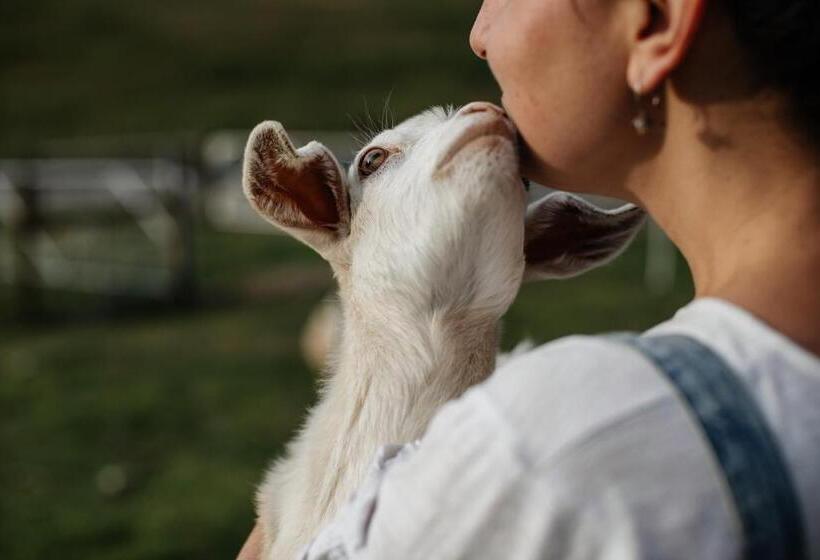 בית מלון כפרי Hideaway Farmlet Romantic Cottage With Miniature Goats