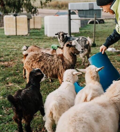 בית מלון כפרי Hideaway Farmlet Romantic Cottage With Miniature Goats