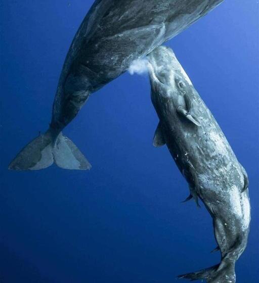 فندق Whale Tours And Sport Fishing Vista Mag Bay