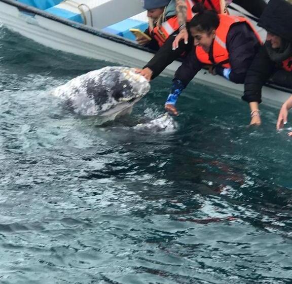 فندق Whale Tours And Sport Fishing Vista Mag Bay