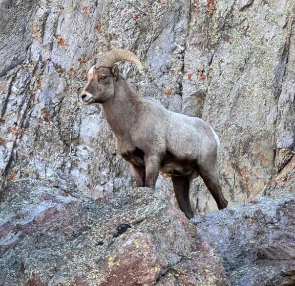 بنسيون Ute Bluff Lodge, Cabins And Rv Park