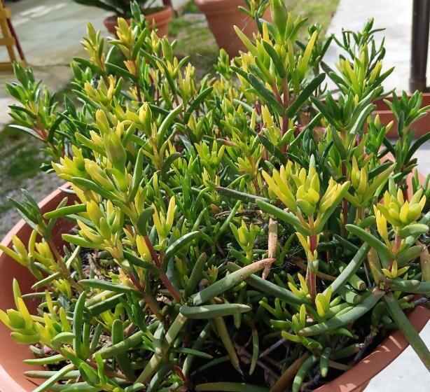 住宿加早餐  Il Giramondo