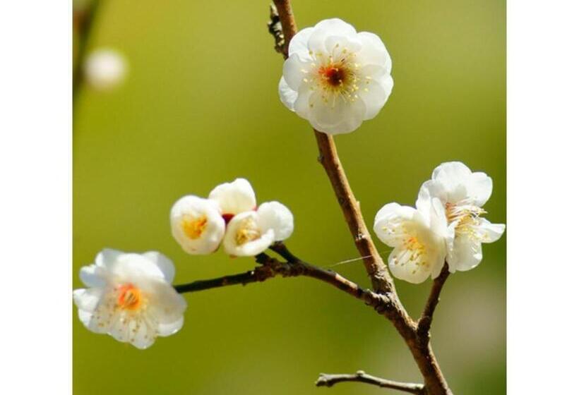 فندق Crystal Palace   Vacation Stay 61200v