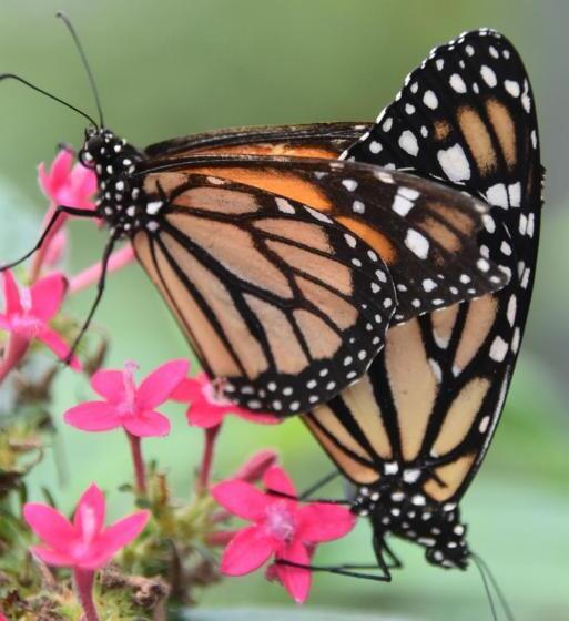 Отель Mindo Monasterium