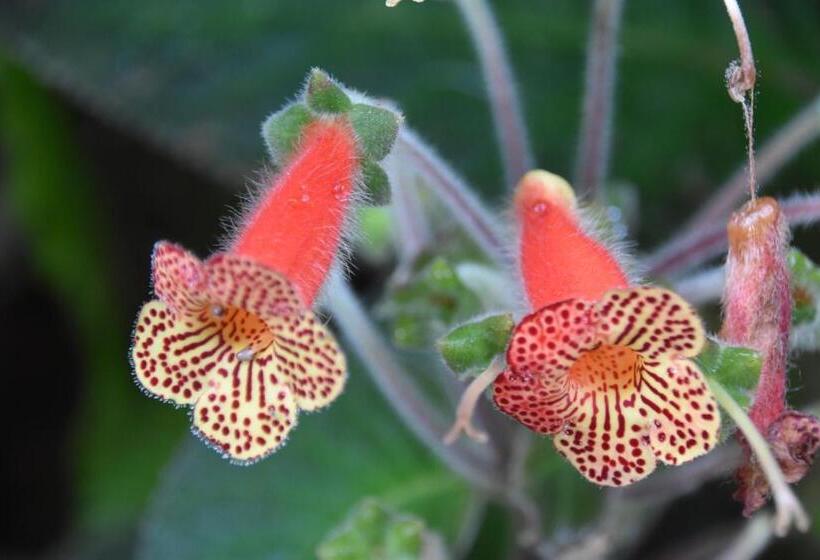 Отель Mindo Monasterium