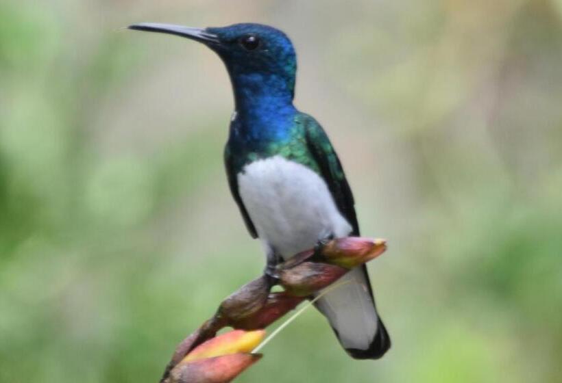 Отель Mindo Monasterium