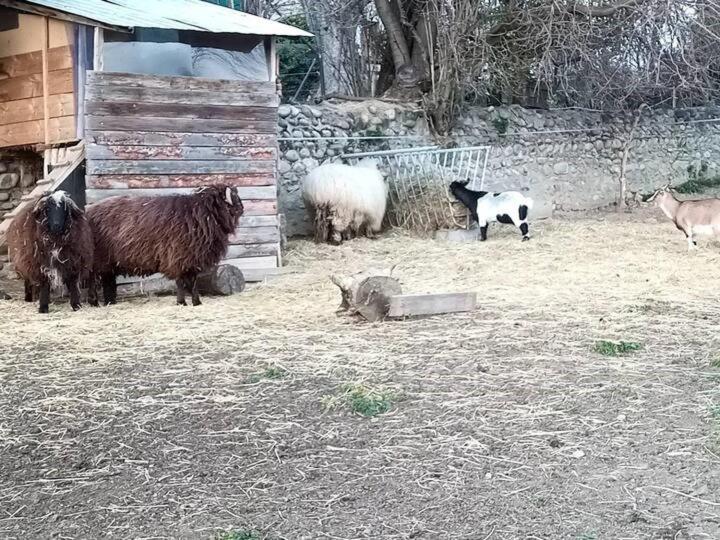 住宿加早餐 Domaine De Cozance Chambres D Hôtes Et Gîte