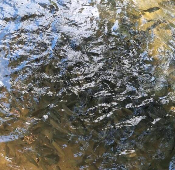 ホテル Jayandra Holiday Bungalow