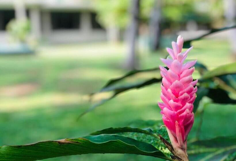 酒店 Paradise Garden Beruwala