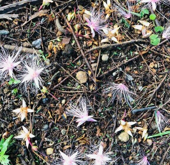 酒店 Paradise Garden Beruwala