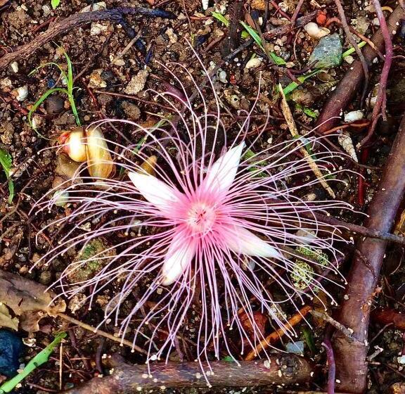 호텔 Paradise Garden Beruwala