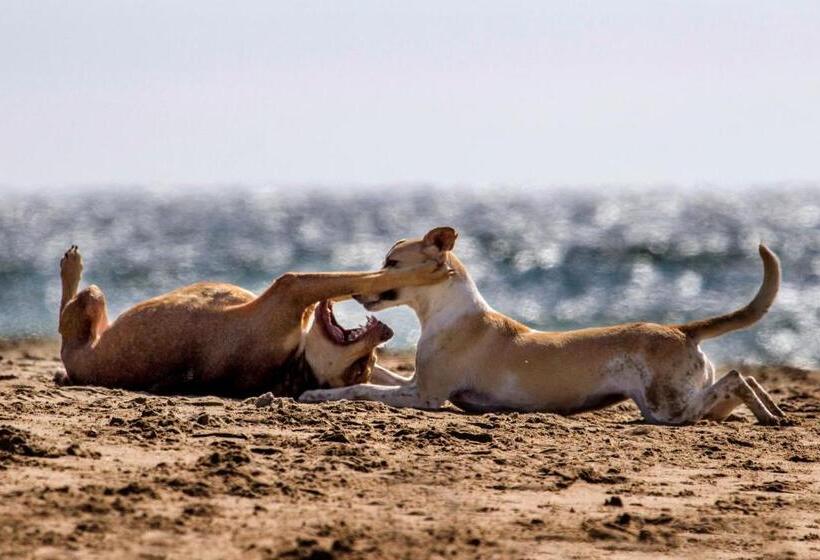 Kite Hotel Máncora   Beach & Gym