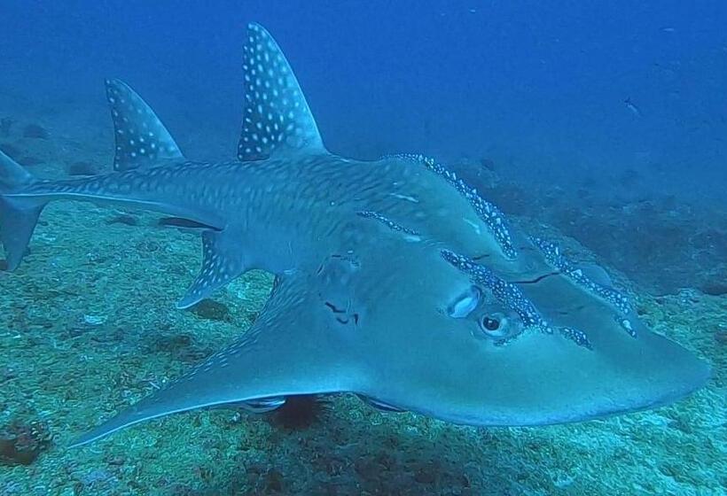 Peri Peri Divers B&b Morrungulo