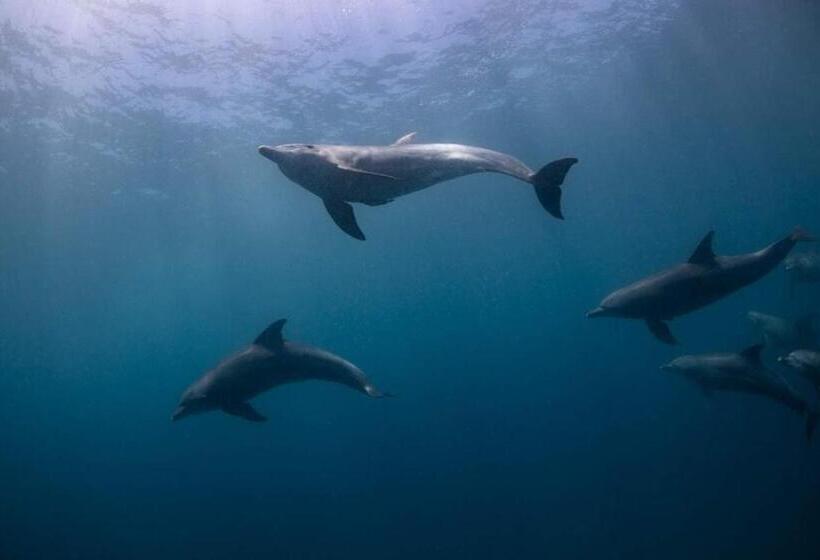 Peri Peri Divers B&b Morrungulo