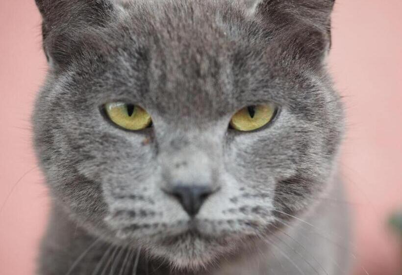 منتجع Podere Dell Etna Segreta   Essential Nature