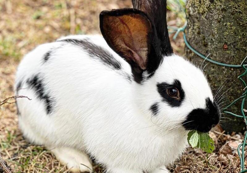 تختخواب و صبحانه Bjelasnica Villa Treskina Dvorišta Apartmani Izletište Ribnjak