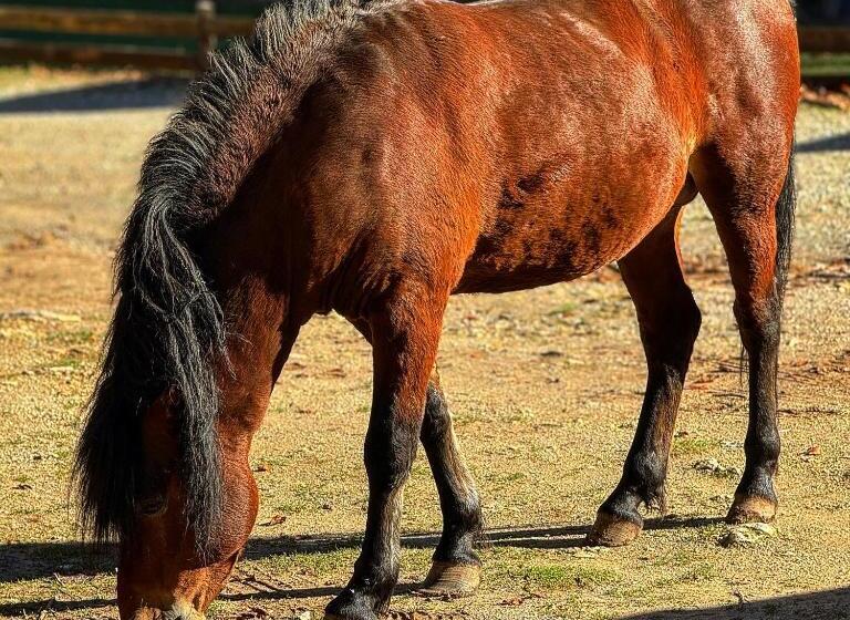 تختخواب و صبحانه Bjelasnica Villa Treskina Dvorišta Apartmani Izletište Ribnjak