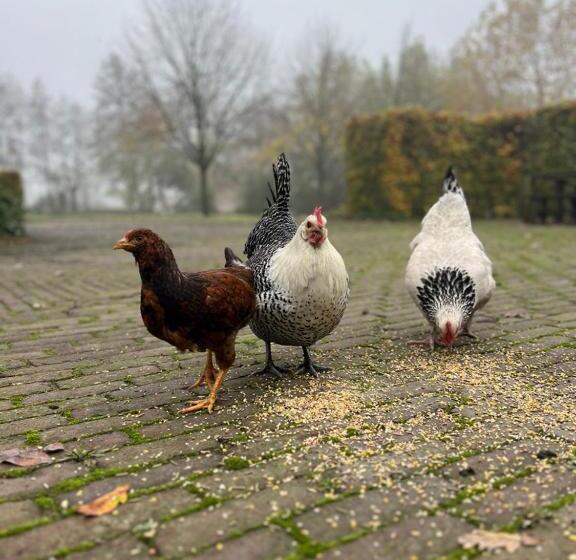 Bed and Breakfast De Appelhoeve