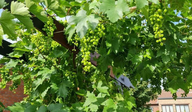 مبيت وإفطار Lazy Olives