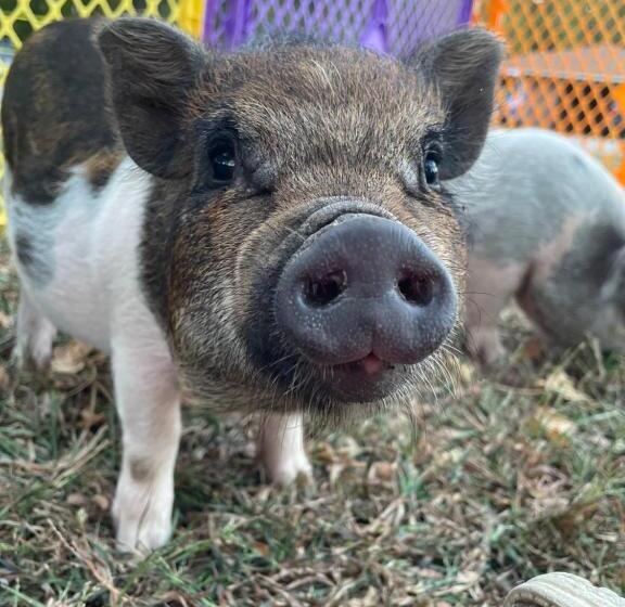 בית מלון כפרי Ol’ Mel’s Farm
