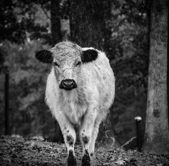 בית מלון כפרי Ol’ Mel’s Farm