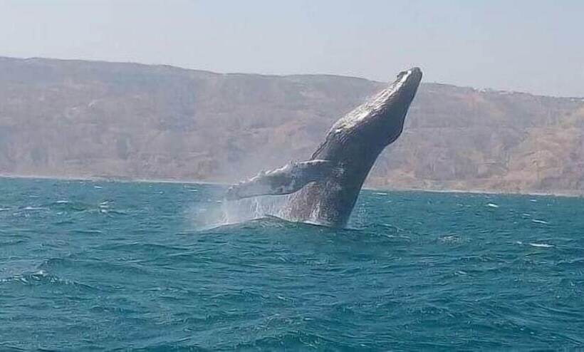 호텔 Punta Veleros Rooftop