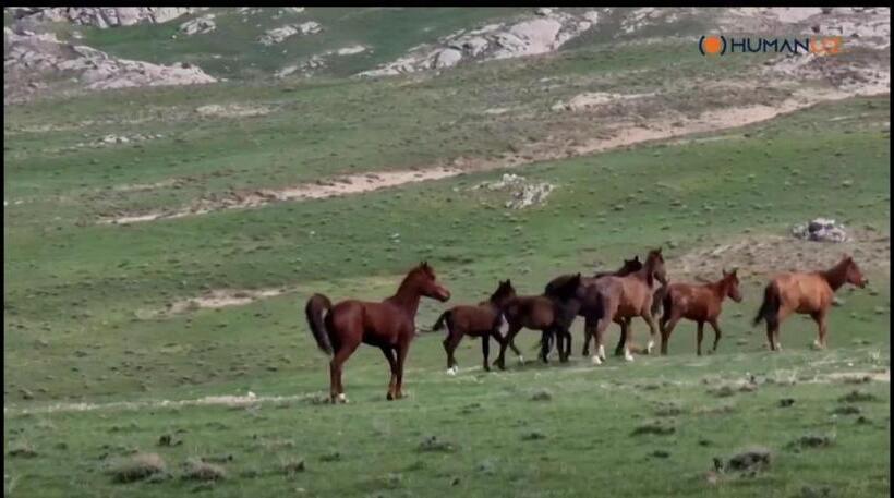 Panzió Damirbek Davronov Guest House