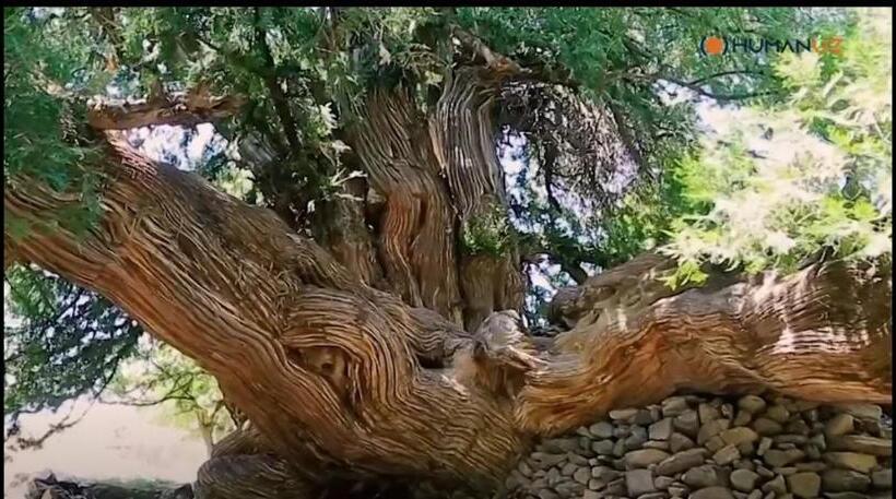 Panzió Damirbek Davronov Guest House