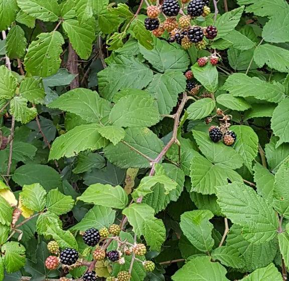 צימר Antico Casale Di Vermontana