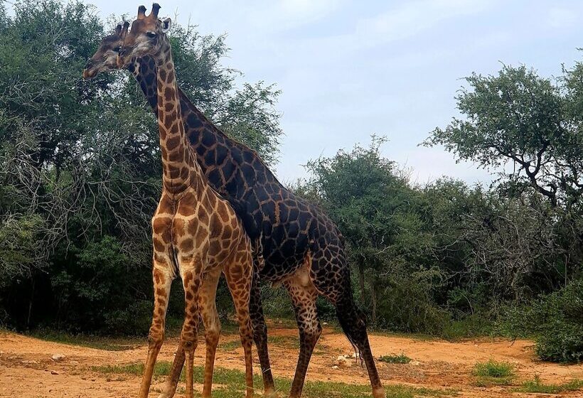 酒店 Blyde River Wilderness Lodge
