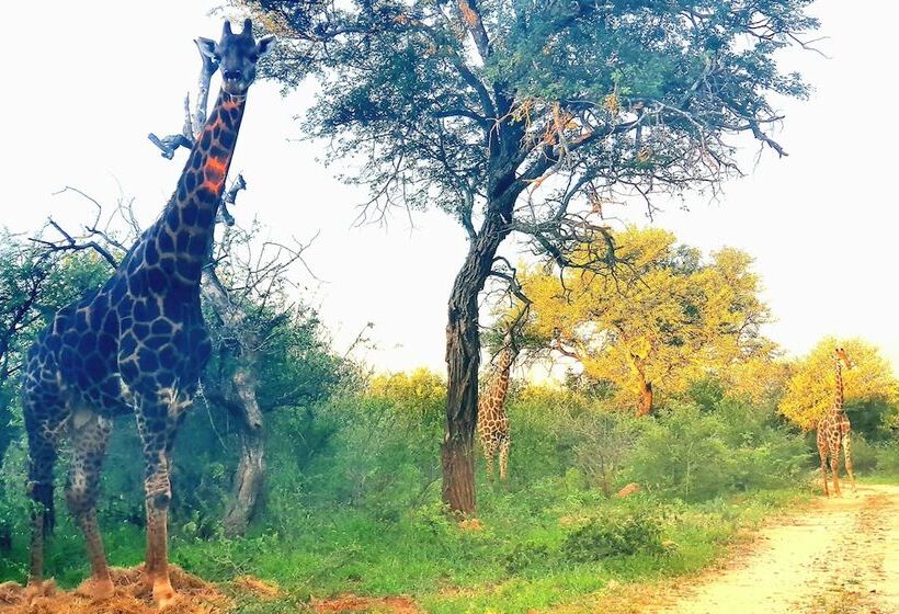 酒店 Blyde River Wilderness Lodge