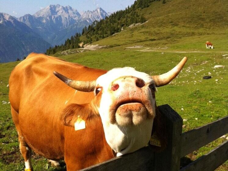 فندق Enzianbrenner