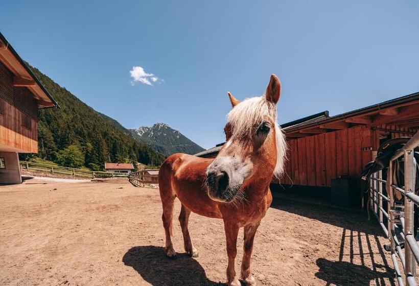 酒店 Familienresort Buchau