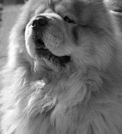 فندق Gästehaus Lutschounig