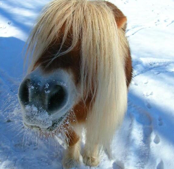 בית מלון כפרי Historischer Bauernhof Schabus