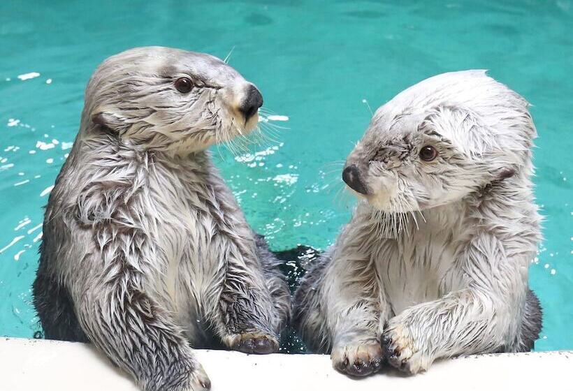 هتل Ooedo Onsen Monogatari Shima Saichoraku