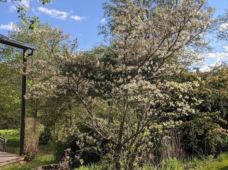 The Anderson Cottage Bed & Breakfast