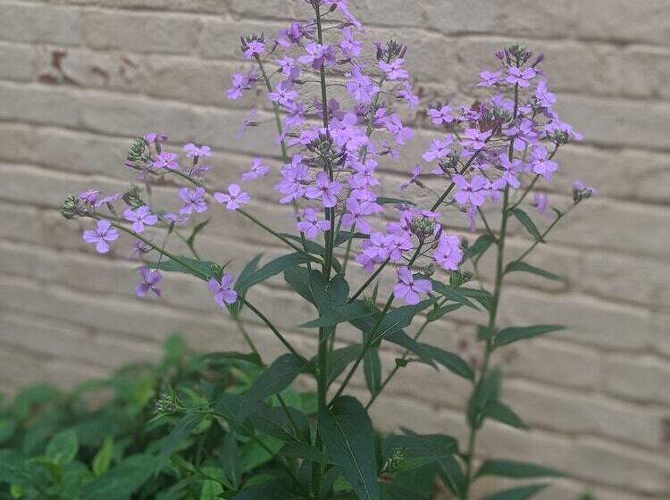 The Anderson Cottage Bed & Breakfast