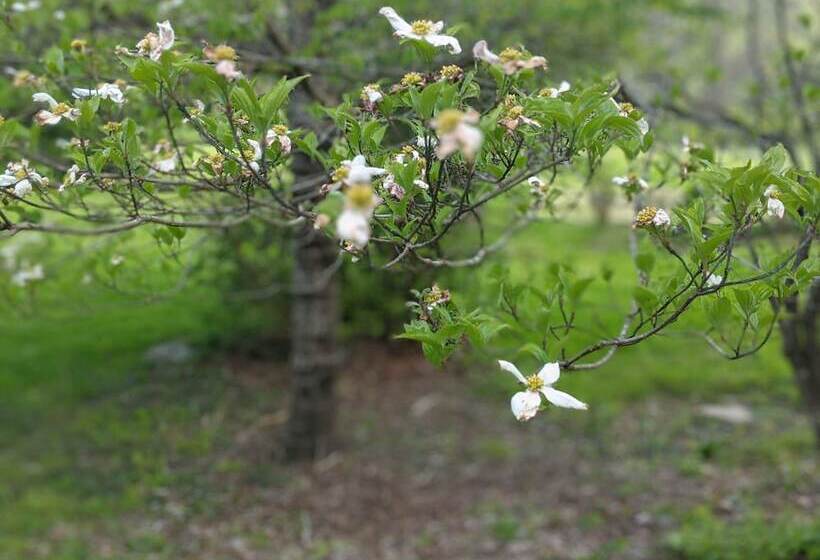 The Anderson Cottage Bed & Breakfast
