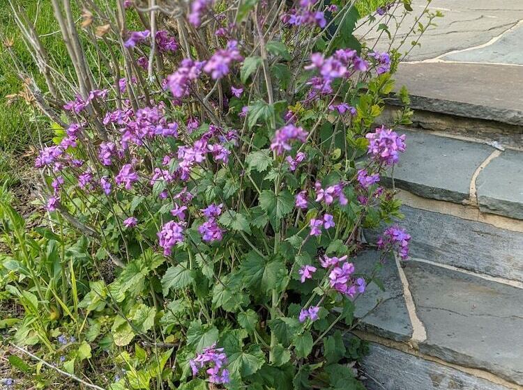 The Anderson Cottage Bed & Breakfast