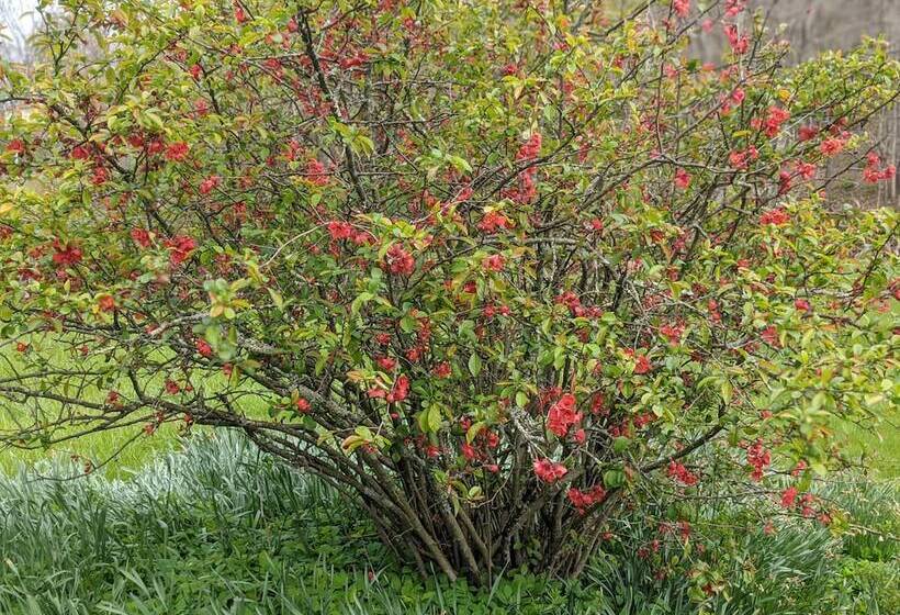 The Anderson Cottage Bed & Breakfast