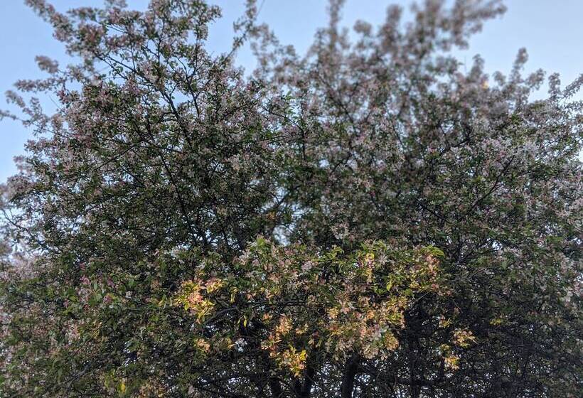 The Anderson Cottage Bed & Breakfast