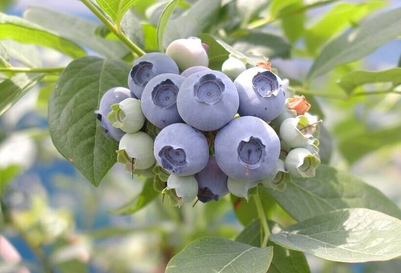 Yukai Resort New Maruya Hotel Bekkan