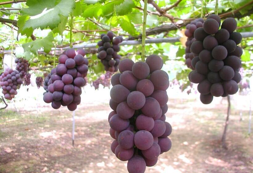 Yukai Resort New Maruya Hotel Bekkan