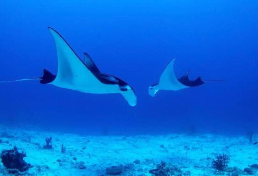 Отель White Sandy Beach Best Manta Snorkeling